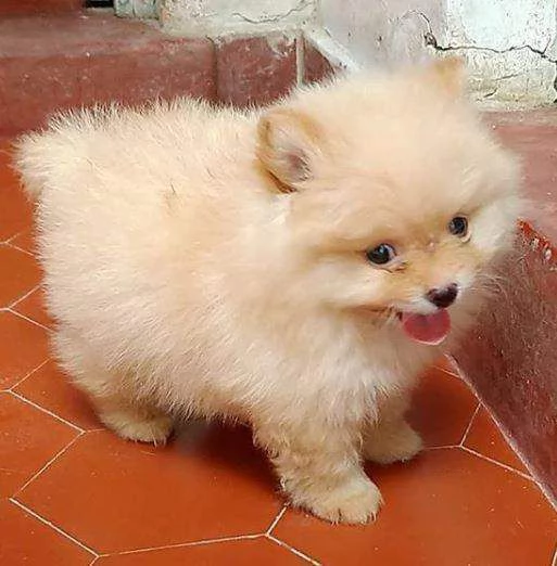 Volpino Pomeranian (cuccioli maschio e femmina)