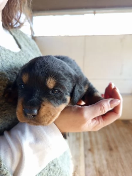 Rottweiler  | Foto 6