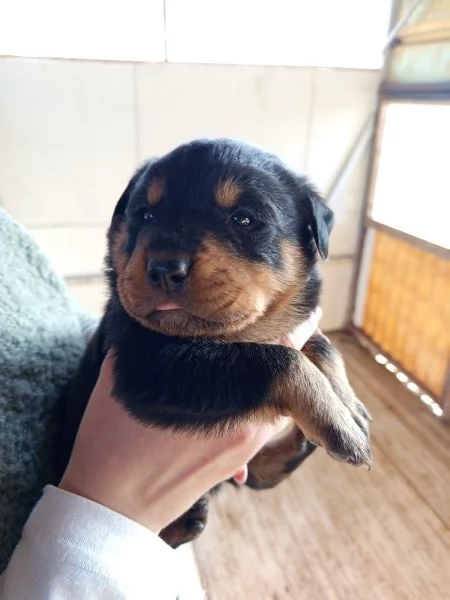 Rottweiler  | Foto 4