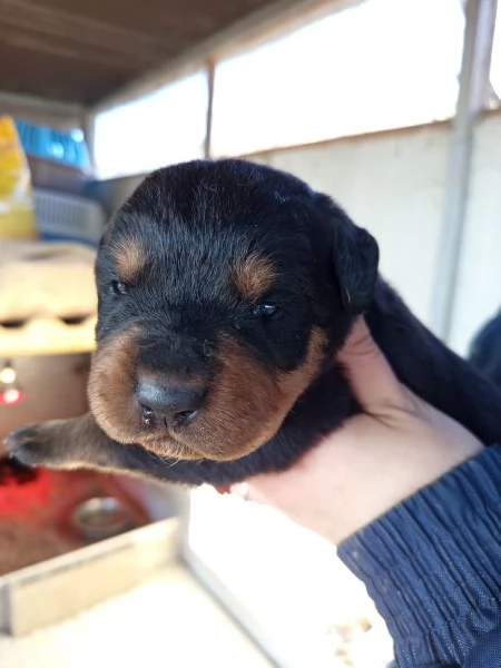 Rottweiler  | Foto 1