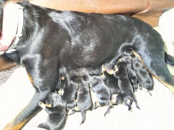 Cuccioli rottweiler  | Foto 4