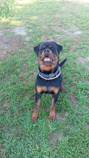 Cuccioli rottweiler  | Foto 1
