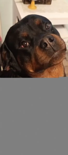 Cuccioli rottweiler  | Foto 0
