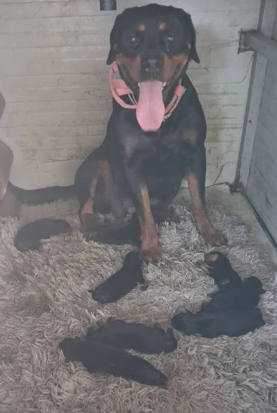 Cuccioli rottweiler 
