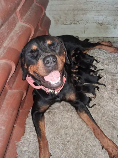 Cuccioli rottweiler  | Foto 5
