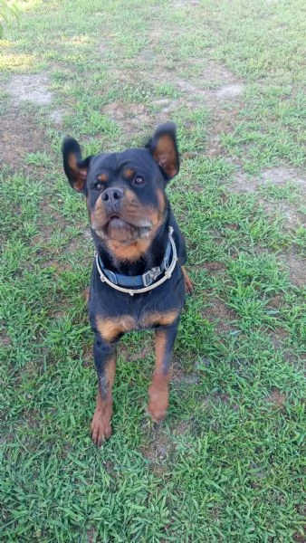 Cuccioli rottweiler  | Foto 4