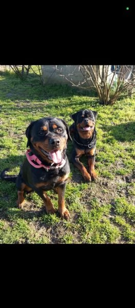 Cuccioli rottweiler  | Foto 3