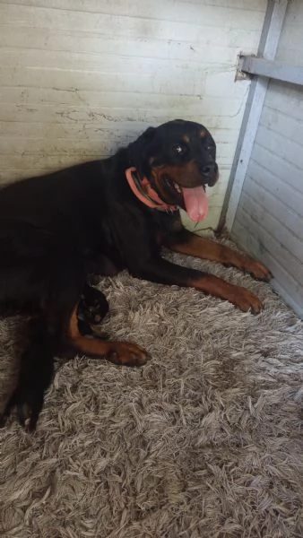 Cuccioli rottweiler  | Foto 2