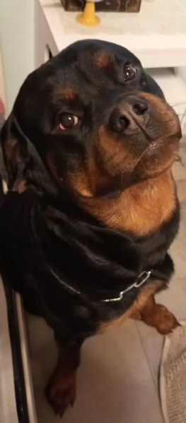 Cuccioli rottweiler  | Foto 1
