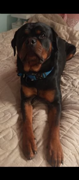 Cuccioli rottweiler  | Foto 0