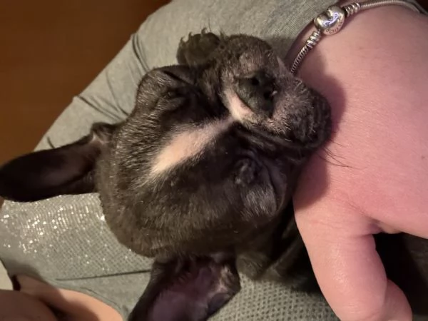 Cucciolo Bulldog Francese 