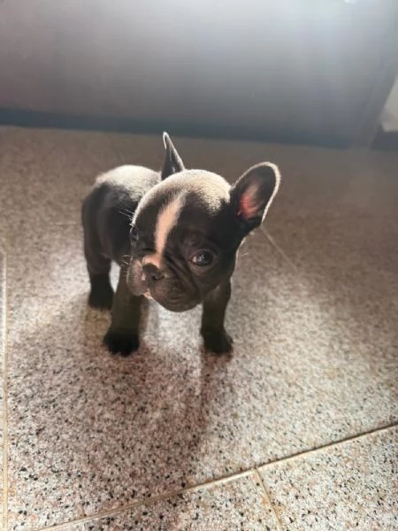 Cucciolo Bulldog Francese  | Foto 4