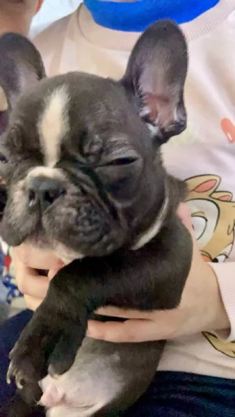 Cucciolo Bulldog Francese  | Foto 3