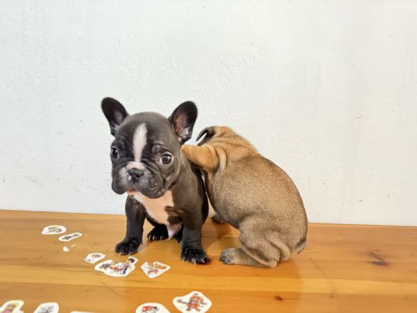 Cucciolo Bulldog Francese  | Foto 0