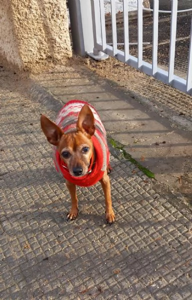 Titta, adozione del cuore