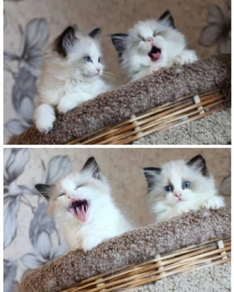 Cuccioli ragdoll | Foto 0