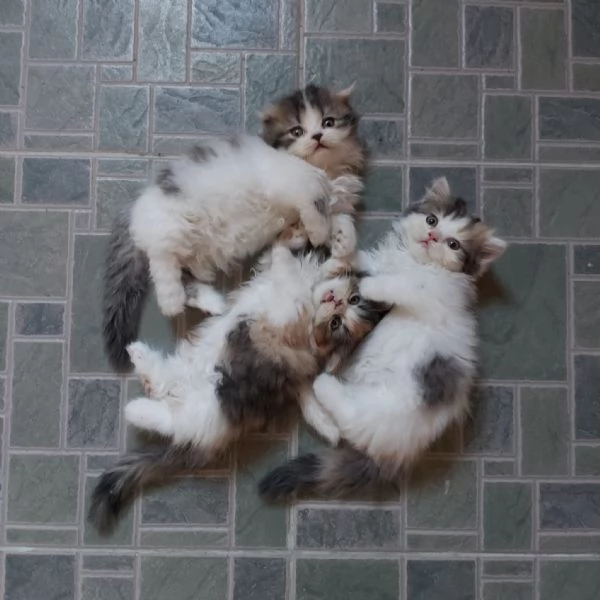 Cuccioli Di Munchkin | Foto 0