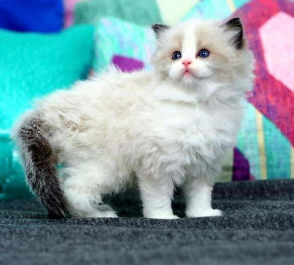 Cuccioli ragdoll con Pedigree | Foto 3