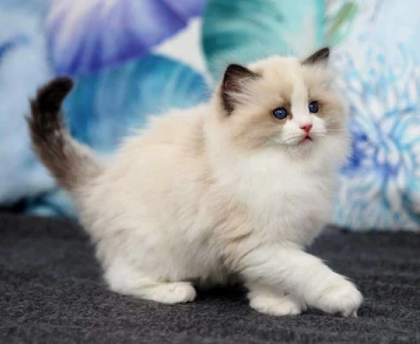 Cuccioli ragdoll con Pedigree | Foto 2