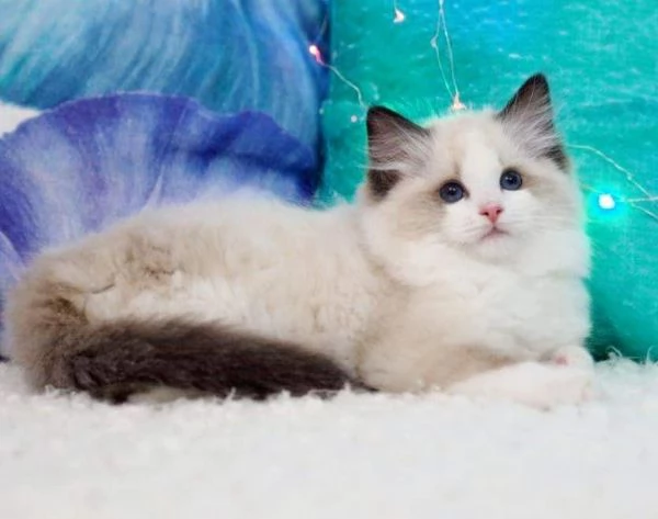 Cuccioli ragdoll con Pedigree | Foto 0