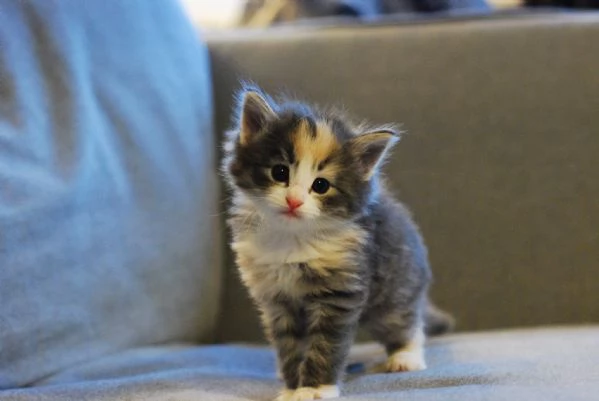 Cucciola Norvegese Delle Foreste | Foto 2