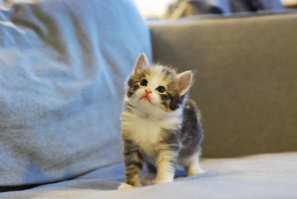 Cucciola Norvegese Delle Foreste | Foto 1