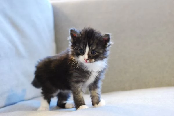 Cucciola Norvegese Delle Foreste | Foto 0