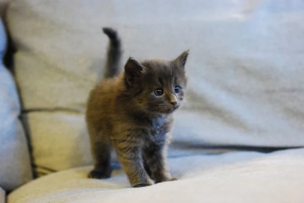 Cucciola Norvegese Delle Foreste