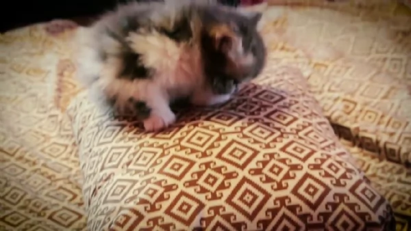 Cuccioli Munchkin | Foto 3