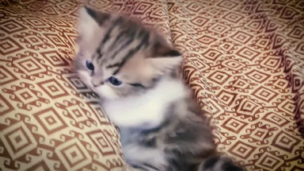 Cuccioli Munchkin | Foto 0