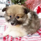 REGALO  VOLPINO POMERANIA MINI TOY 