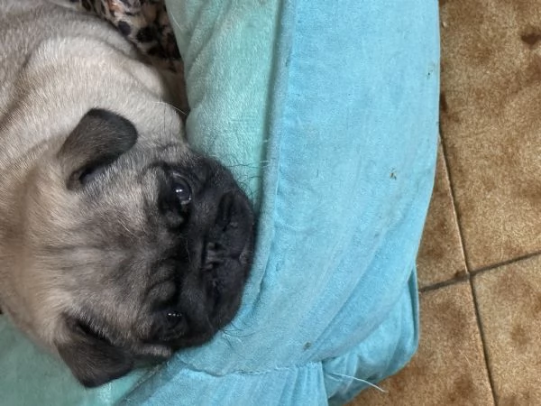 Vendo cucciolo di carlino | Foto 2