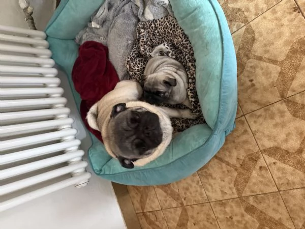 Vendo cucciolo di carlino | Foto 1