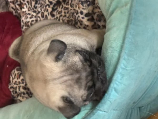 Vendo cucciolo di carlino | Foto 0