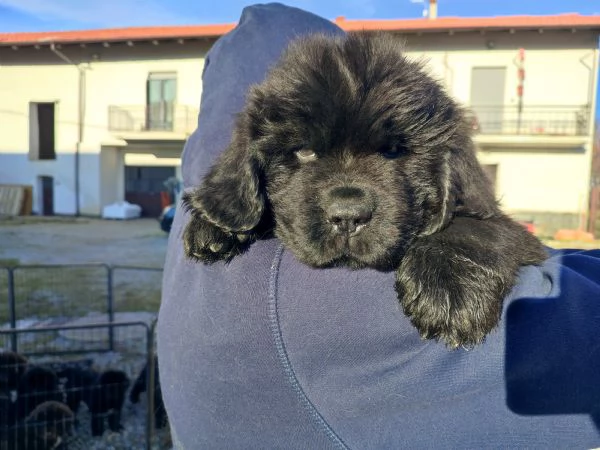 Splendidi cuccioli di Terranova  | Foto 4