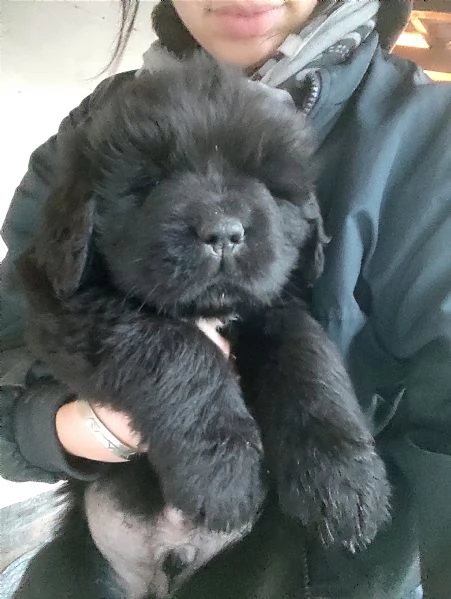 Splendidi cuccioli di Terranova  | Foto 2