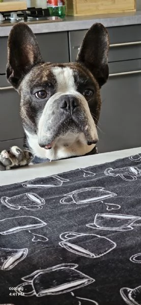 Boston terrier  | Foto 0