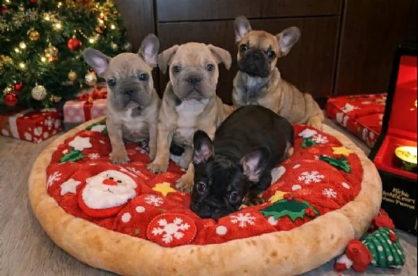 Bulldog Francese – Bellissimi Cuccioli | Foto 2