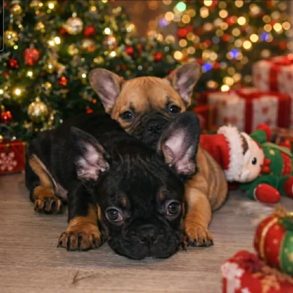 Bulldog Francese – Bellissimi Cuccioli | Foto 1
