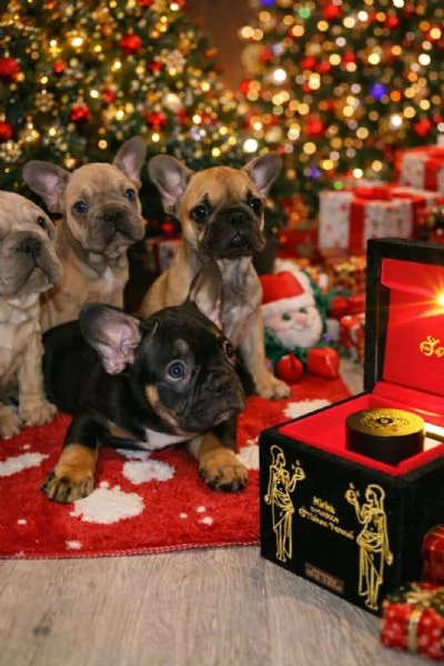 Bulldog Francese – Bellissimi Cuccioli | Foto 0