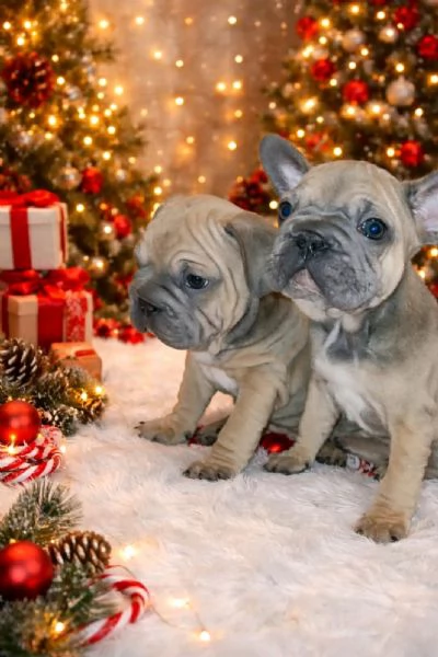 Bulldog Francese – Bellissimi Cuccioli