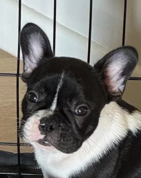 Cuccioli di Bulldog Francese | Foto 1
