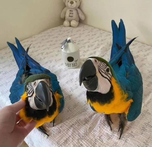 Pappagallo Cenerino (Psittacus erithacus) | Foto 6