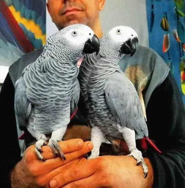 Pappagallo Cenerino (Psittacus erithacus) | Foto 3