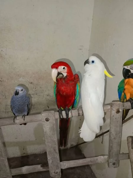 Pappagallo Cenerino (Psittacus erithacus) | Foto 0