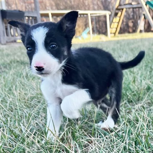 Regalo border collie (cuccioli maschio e femmina)