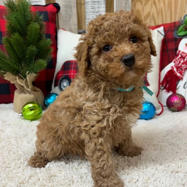 Regalo  barboncino  (cuccioli maschio e femmina) | Foto 5