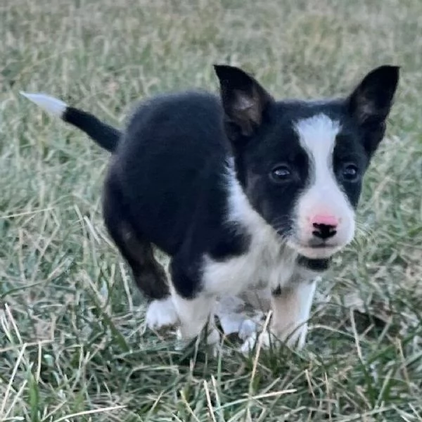 Regalo border collie (cuccioli maschio e femmina) | Foto 2
