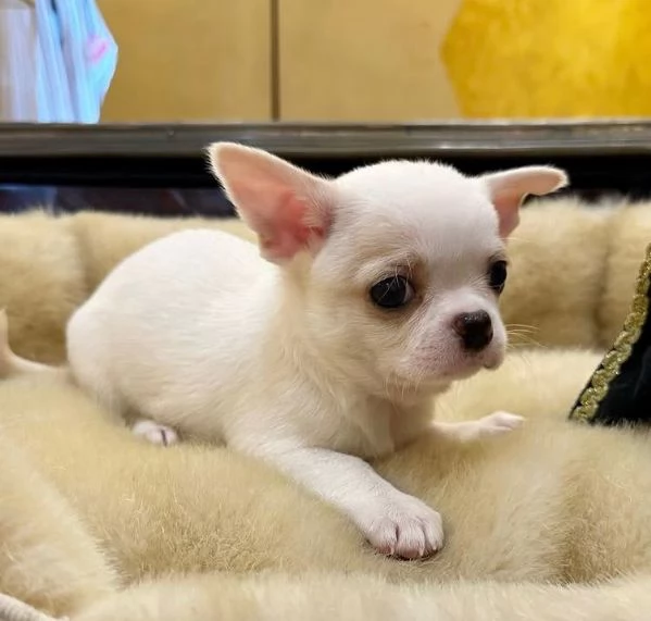 Chihuahua Toy (cuccioli maschio e femmina) | Foto 0