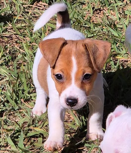 Jack Russell (cuccioli maschio e femmina)